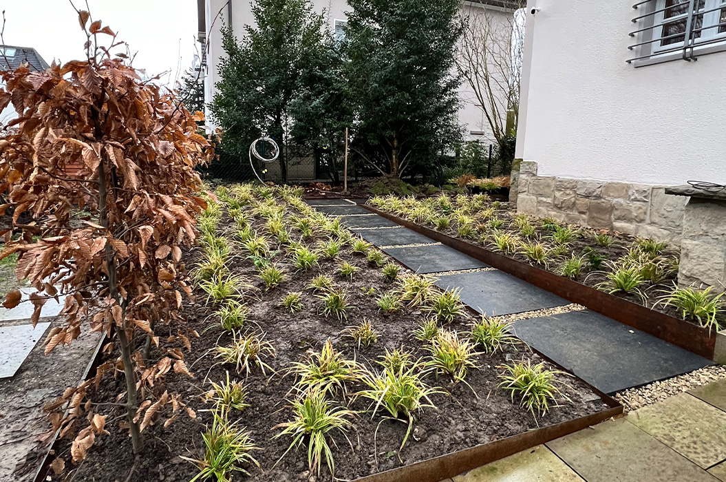 Gepflanztes Beet mit grünen Gräsern, brauner Hecke und Steinweg am Haus
